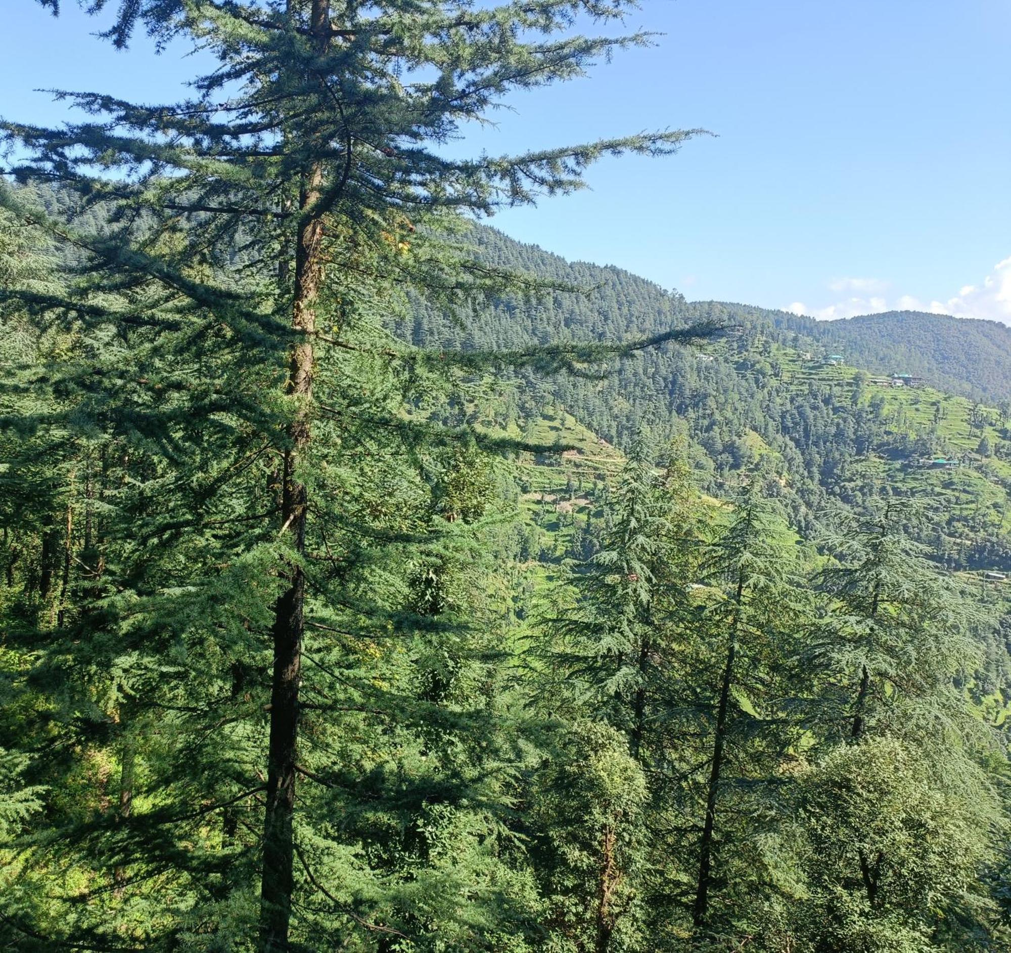 Peace Holiday Homestay Chail Extérieur photo